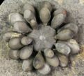 Jurassic Club Urchin (Cidaropsis) - Boulmane, Morocco #116783-1